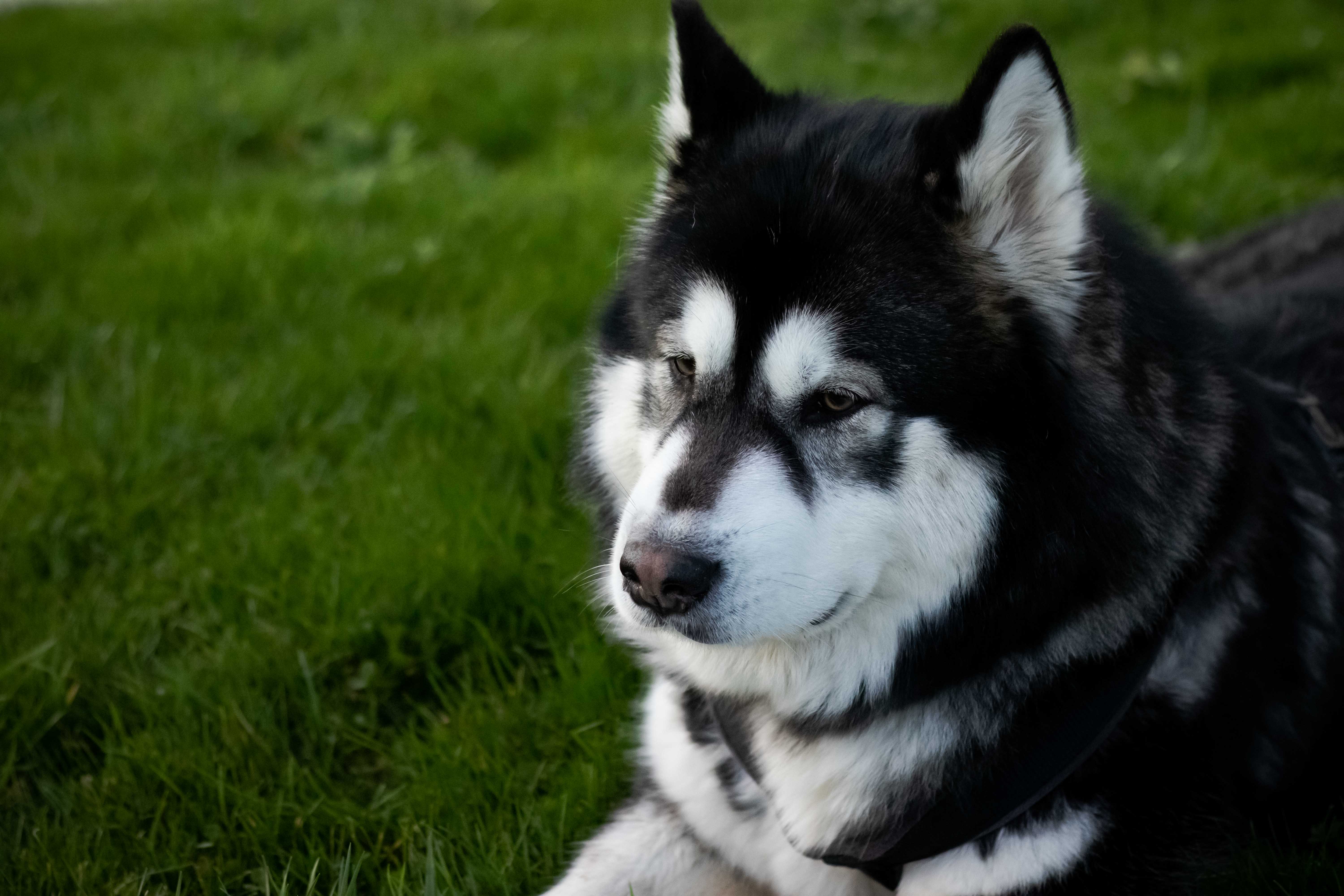 Photo d'un husky allongé vu de dessus